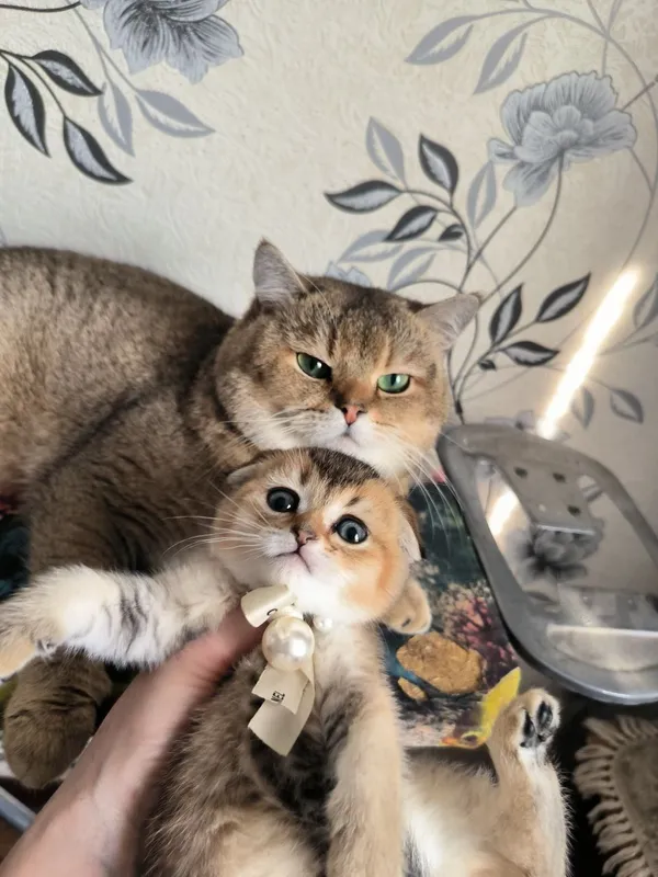 Шикарные малыши скотишь фолд золотая шиншилла — фото 2