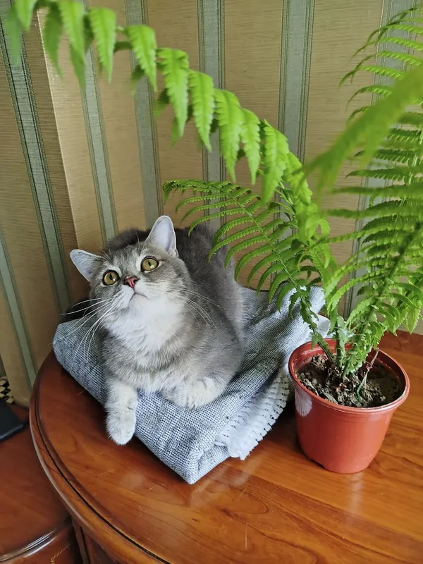 Британская кошка в хорошие руки