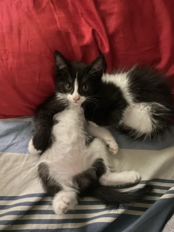 Котенок мальчик полтора месяца — фото 3