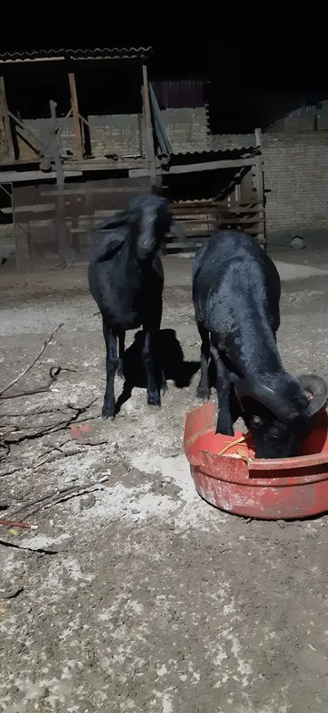 Qòchqorlar sotiladi 5