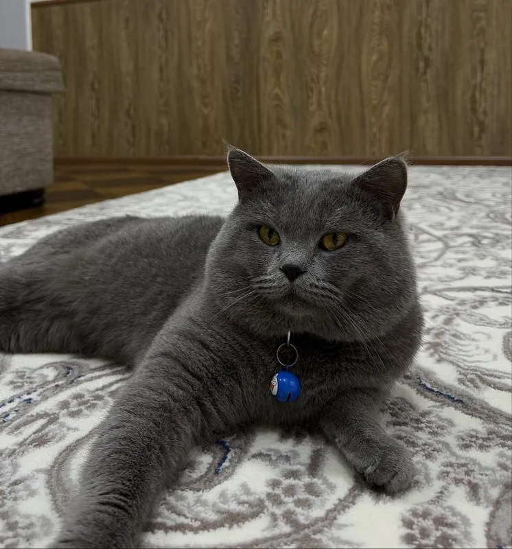British Shorthair Blue. - Для вязки. КОТ НЕ ПРОДАЕТСЯ!