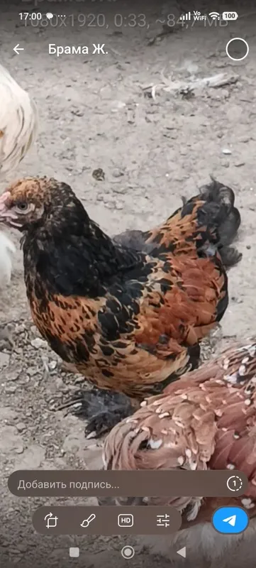 Продаются цыплята 2 х и 3 х месячные 1