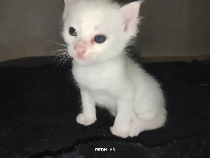 Turkish angora bir oyu ikki hafta oʻgʻil bola 3 Turkish angora bir oyu ikki hafta oʻgʻil bola 3