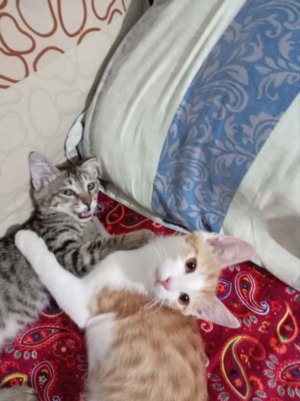 Отдам котят в хорошие руки 1 Отдам котят в хорошие руки 1
