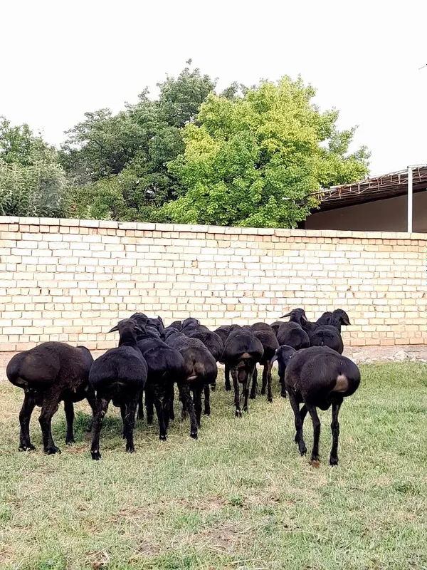Qõchqorlar Sotiladi Yeb Ichishlari Zõr Sõiyshgayam Tayyor — фото 2