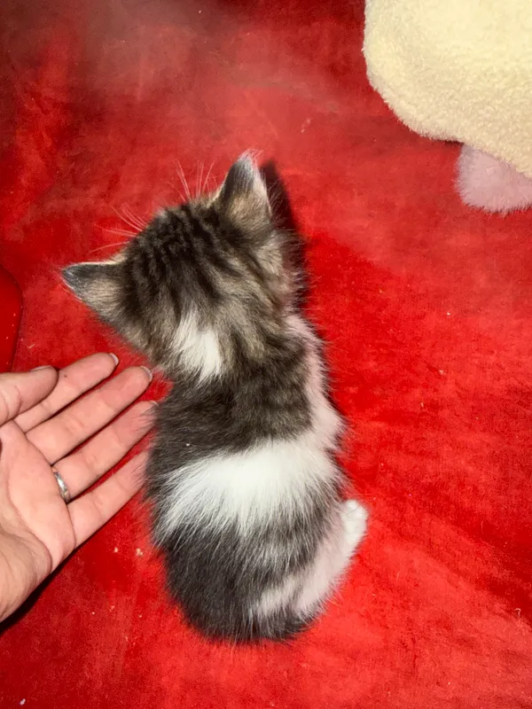 4 котёнка в возрасте 1 месяца, один чёрно-жёлтый — 5 месяцев 6 4 котёнка в возрасте 1 месяца, один чёрно-жёлтый — 5 месяцев 6