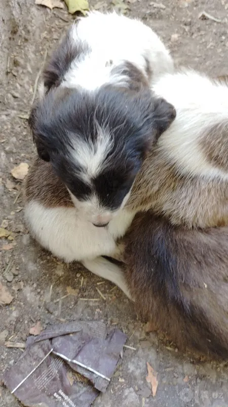 Kuchukchalarni mehribon qo‘llarga beraman! 3 Kuchukchalarni mehribon qo‘llarga beraman! 3