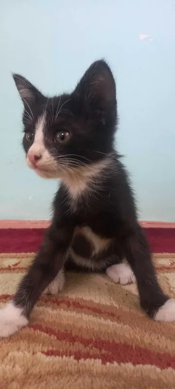 Отдам котят. Мушукчалар 3 Отдам котят. Мушукчалар 3