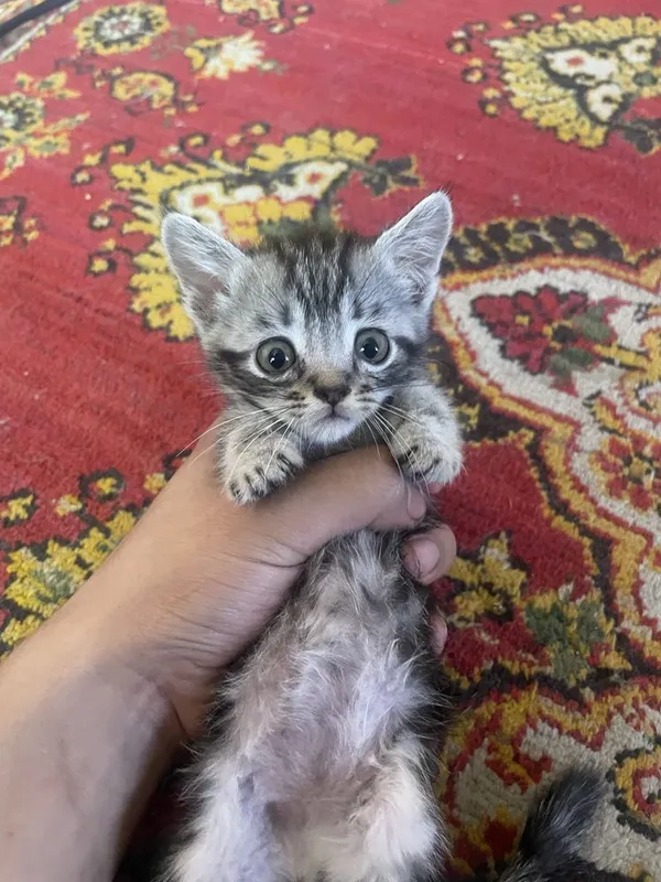 Mushuklar sotiladi 4 Mushuklar sotiladi 4