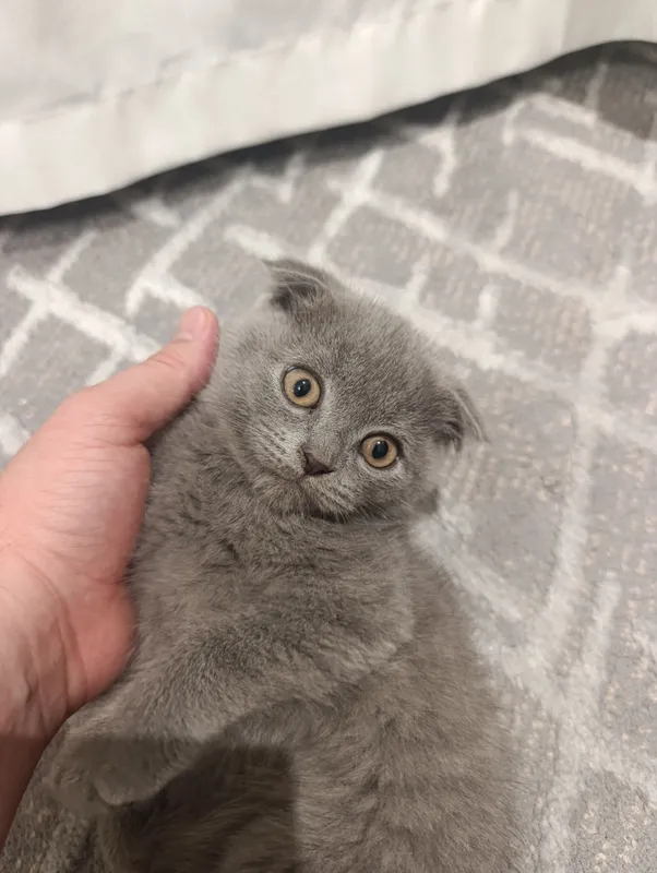 Скоттиш Страйт и Скоттиш Фолд Котята кошки mushuk — фото 2 Скоттиш Страйт и Скоттиш Фолд Котята кошки mushuk — фото 2