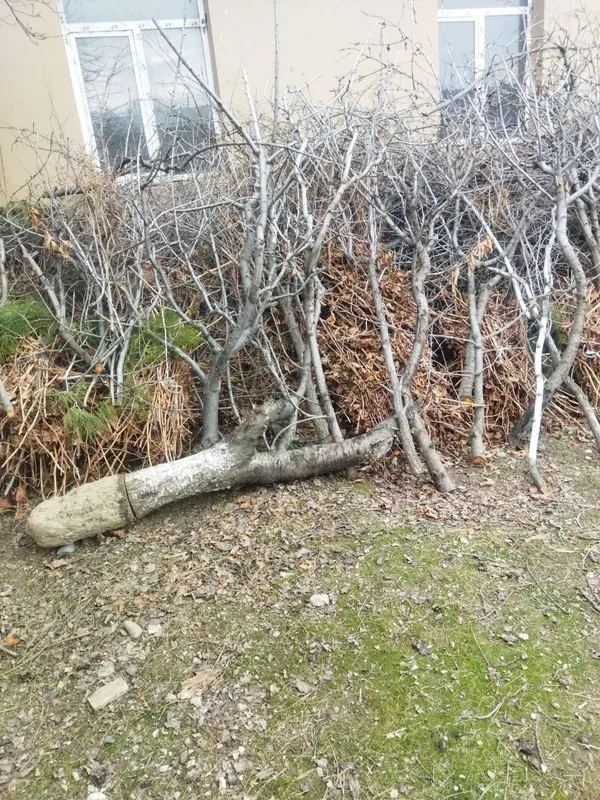 Продаю дрова. — фото 7