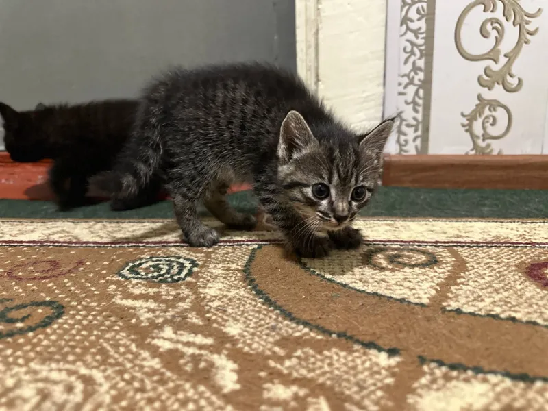Котята, домашние, для пристройства, 1,5 месяца — фото 1
