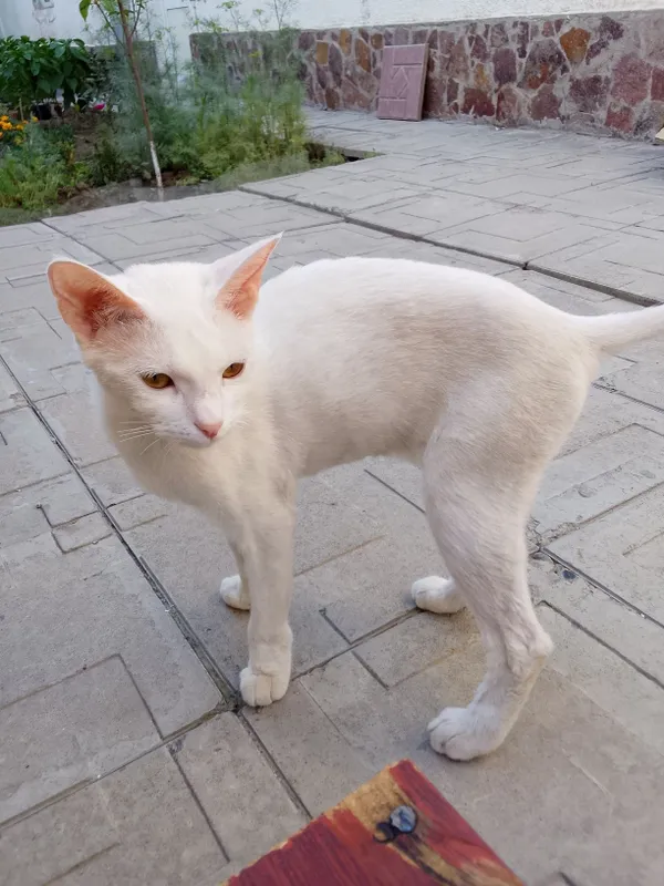 Кошка оддам даром 2 Кошка оддам даром 2