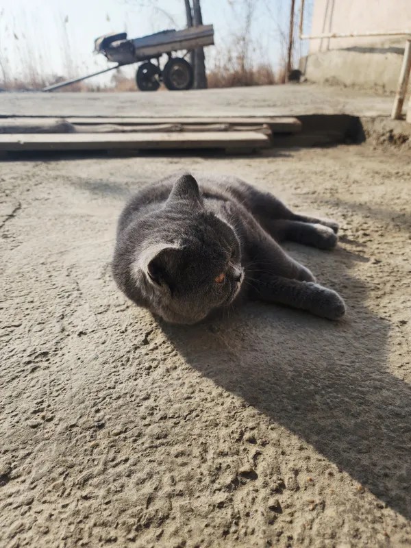 Кот страйт для вязку. Mushuk qo'shish uchun skotish strayt