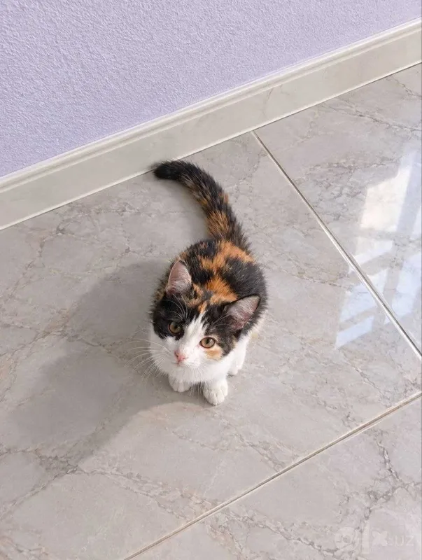 Котенок трехцветная девочка Котенок трехцветная девочка