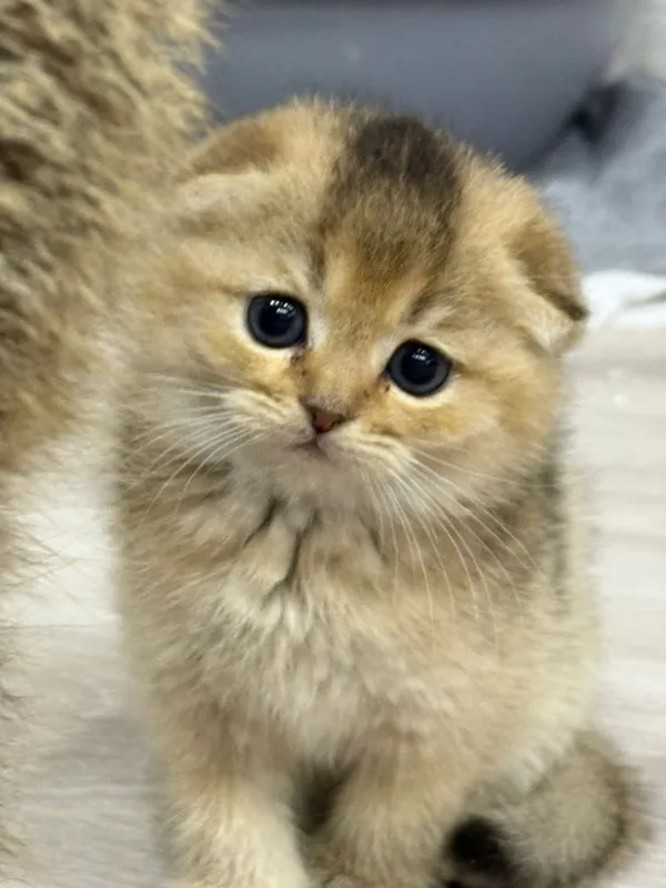 Продаются шикарные котята Скоттиш фолд золотая шиншилла