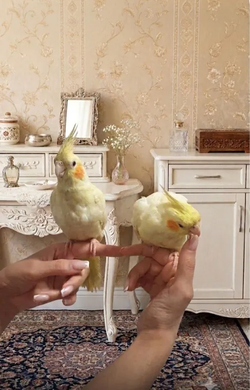 Карелло попугай ручной