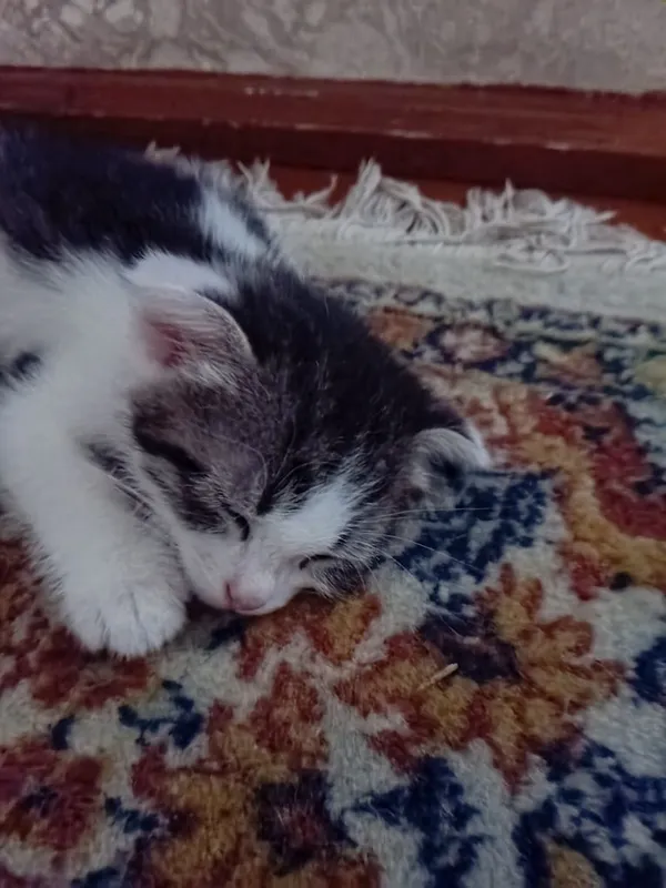 Narxi kelishiladi .. 1