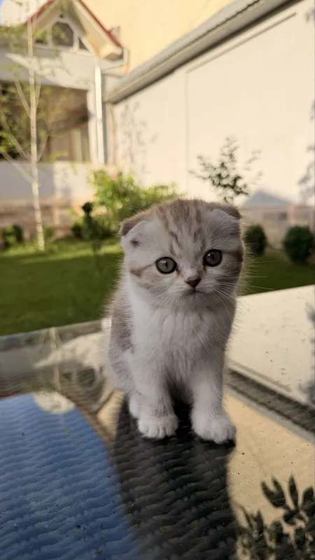 Котёнок 2,5месяца породистый вислоухий — фото 2