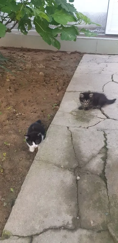 Отдам даром котят