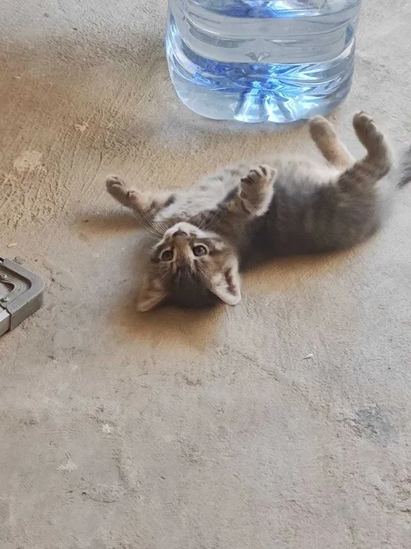 Кошка и три котят — фото 3