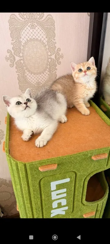 Британские котята (короткошёрстная золотая шиншилла) — фото 2