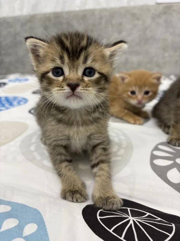 Котята 2 рыжих, 2 полосатых фолд шиншилла 1 Котята 2 рыжих, 2 полосатых фолд шиншилла 1