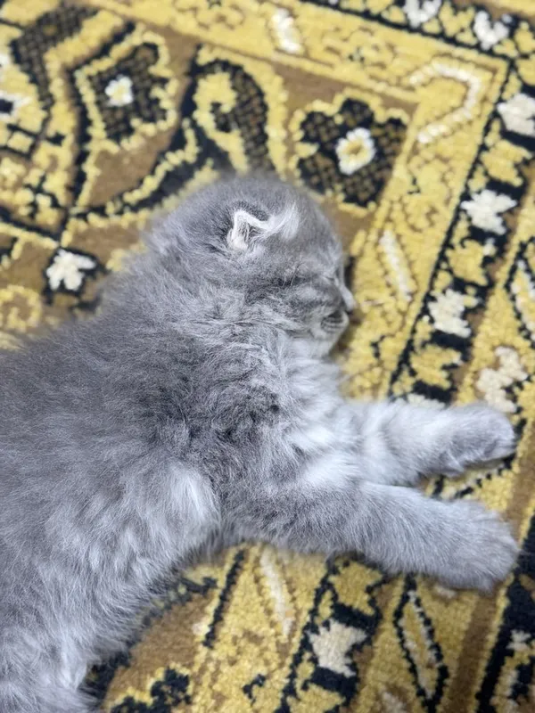 Mushuklarimiz sotuvda British Shorthair 3 Mushuklarimiz sotuvda British Shorthair 3