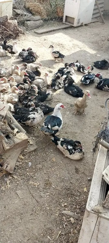 Zotlik indavutkalar bor