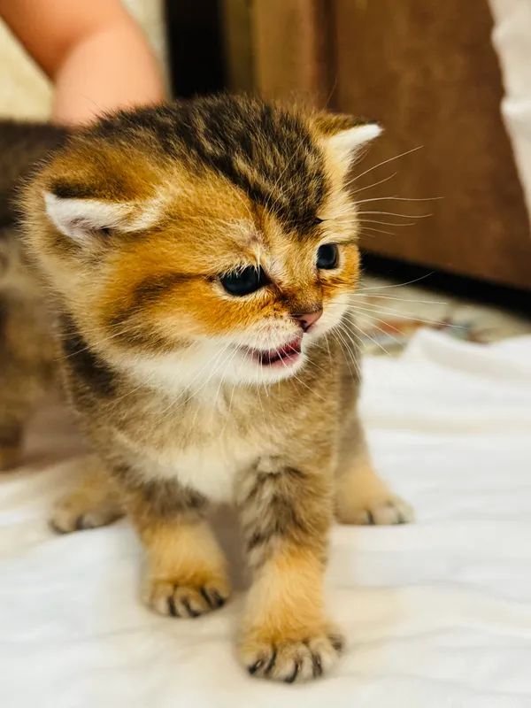 Продаются котята Британские шиншиллы 5