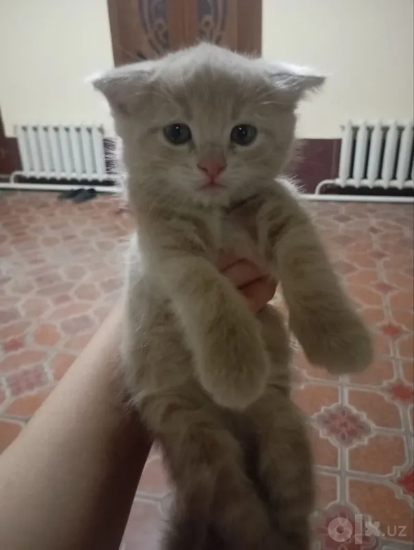 Мама-кошка и 3 котёнка, все мальчики 2 Мама-кошка и 3 котёнка, все мальчики 2