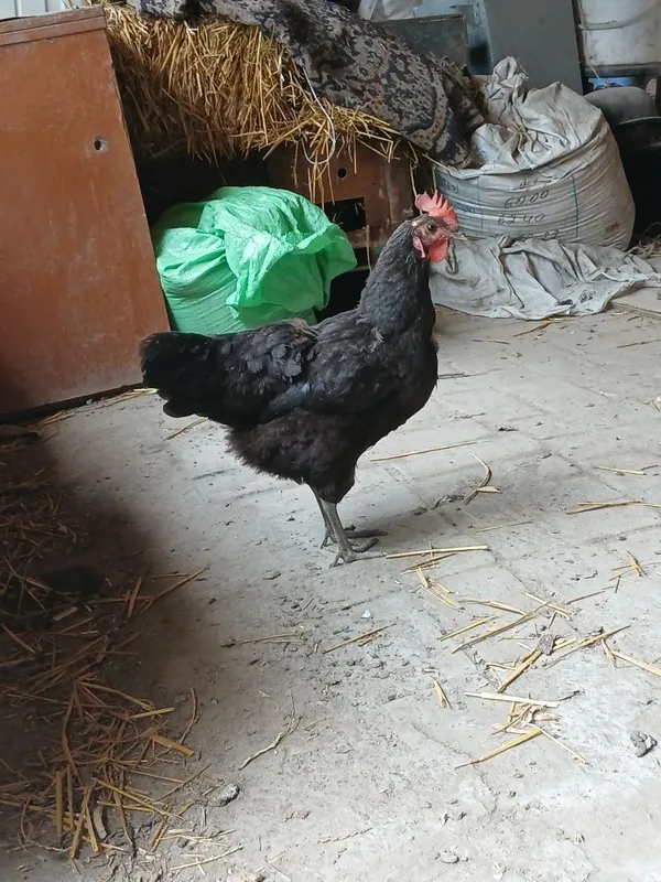 Jersi gigant va odfiy andijon qora tovuqksr sitiladi 3