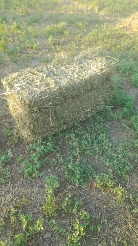 Beda sotiladi ,hhhgç