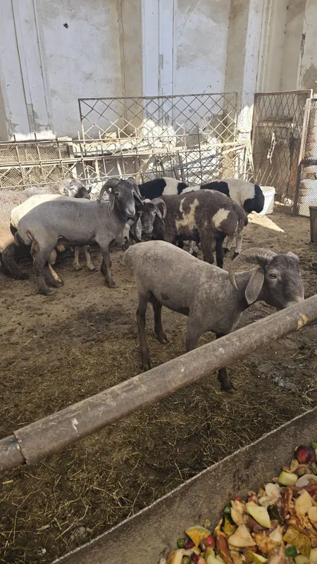 Qo'ylar sotiladi 2 Qo'ylar sotiladi 2