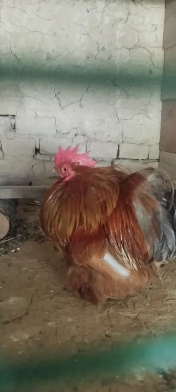Yaponka Choyne Zotga zor 1 Yaponka Choyne Zotga zor 1