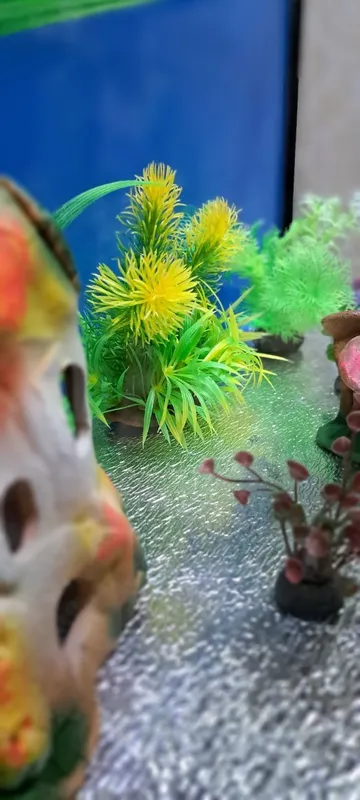 Shisha akvarium 2 Shisha akvarium 2