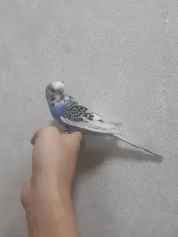 Toti qush ruchnoy 1 Toti qush ruchnoy 1