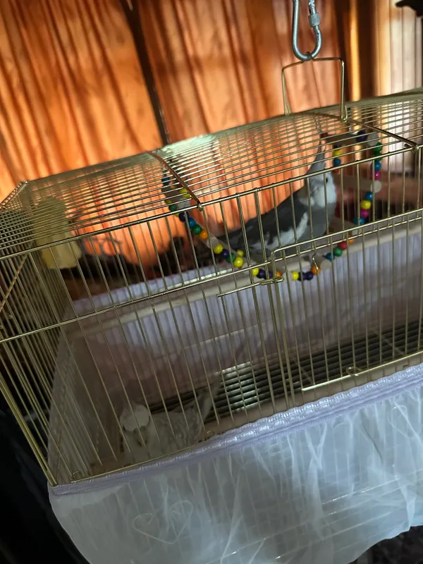 Попугай корелла, пакистанский 2 Попугай корелла, пакистанский 2