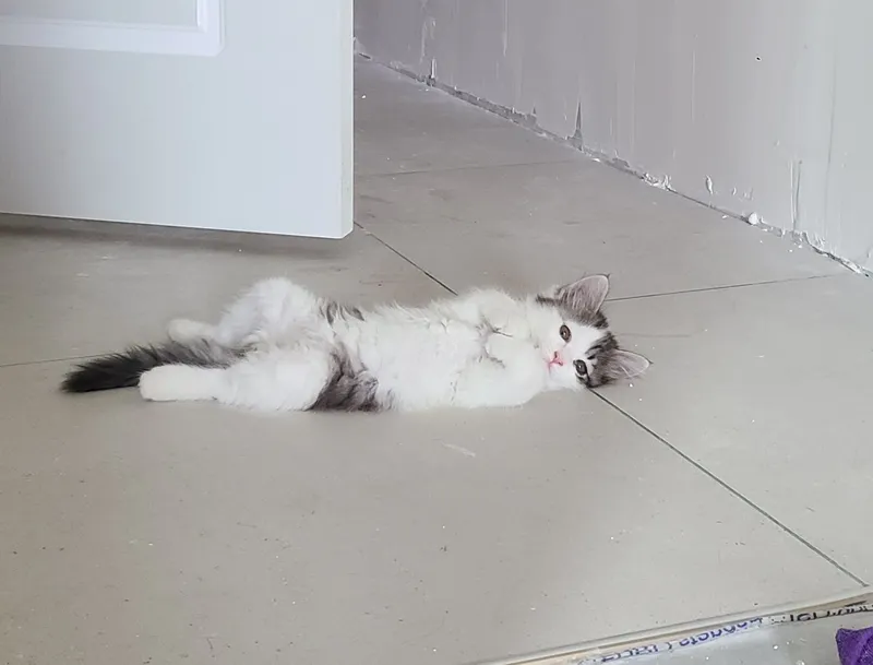 Котенок, мальчик 2,5 месяца ищет дом, домашний 1