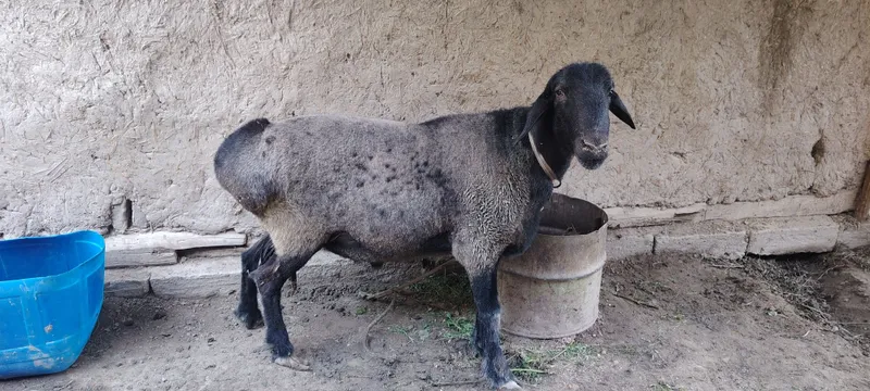 Boqilgan sog'lom qo'chqor sotiladi