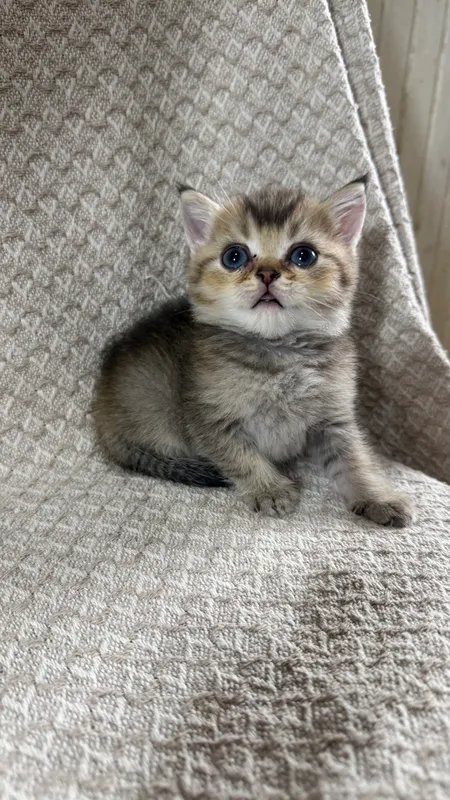 Britan chinchilla mushukchalari 4 Britan chinchilla mushukchalari 4