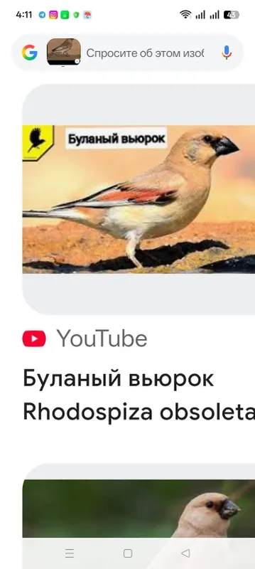 Буланый Вьюрок нар — фото 2