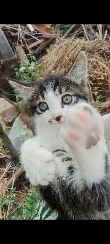3 oylik mushukcha sotiladi soğlom urğochi