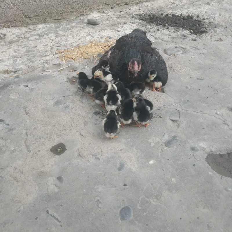 Sotiladi kelishilgan holda dakan juja kulangi zoti tozasi kasal emas — фото 5