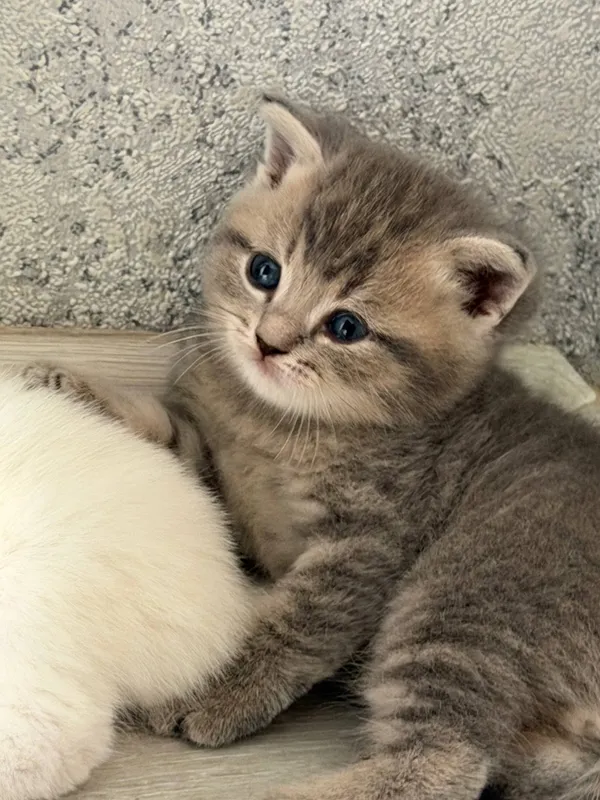 Кошка Кошка