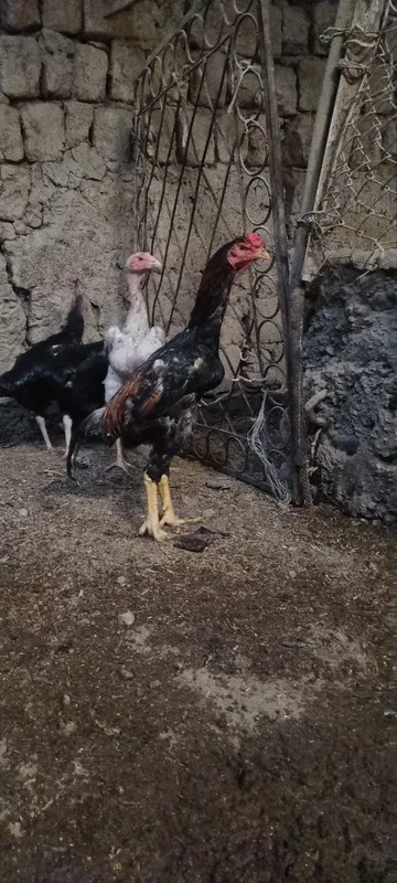 Товуклар сотилади 2