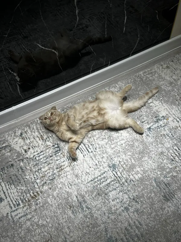 шотландская вислоухая кошка