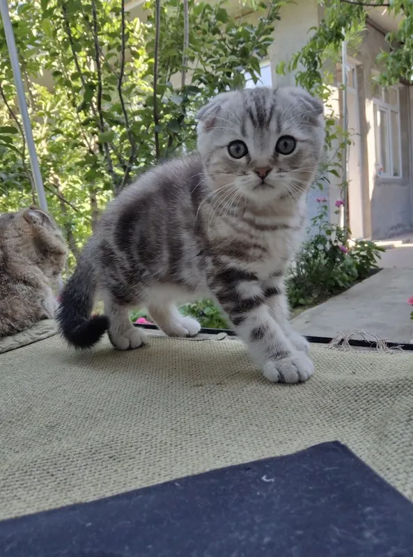Продается породистый котенок скотиш фолд мальчик 2