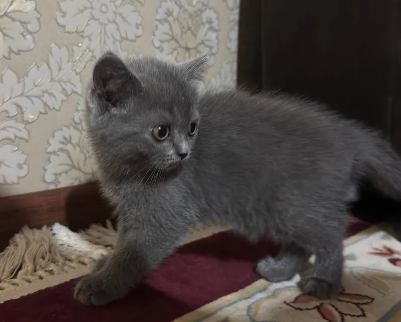 кошка British blue — фото 1
