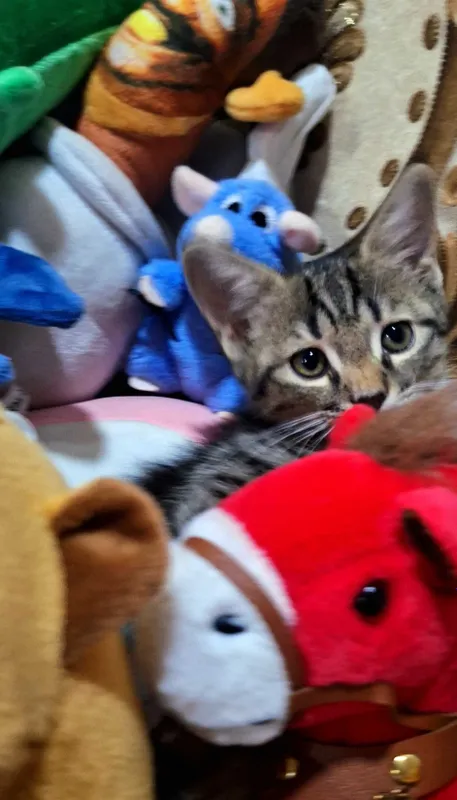 Ласковые и добрые котята 3 Ласковые и добрые котята 3